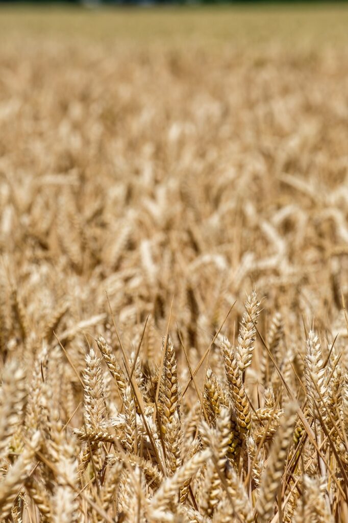 wheat, agriculture, grains, field, grain, harvest, field of wheat, cornfield, food, summer, area, aar, nature, farm, crop
